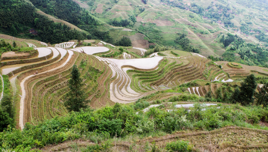 Les rizières en terrasse de Longsheng