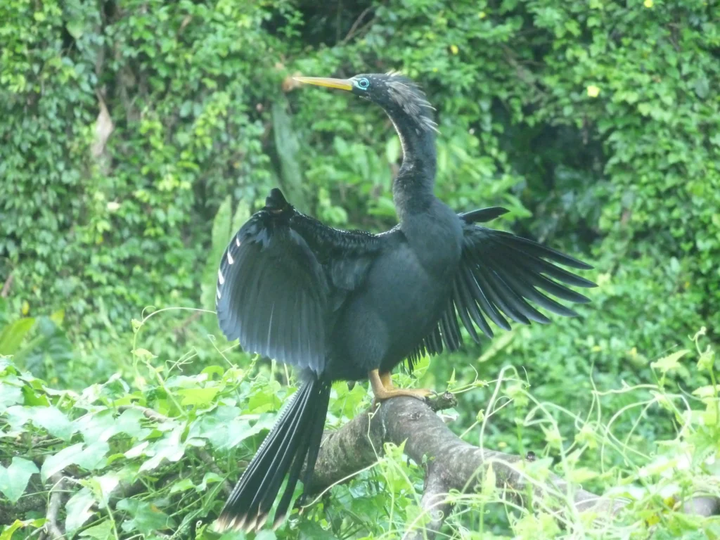 Anhinga d'Am‚rique