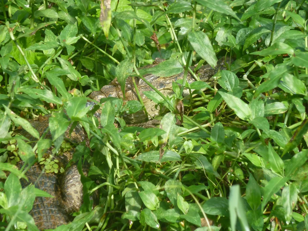 Caiman