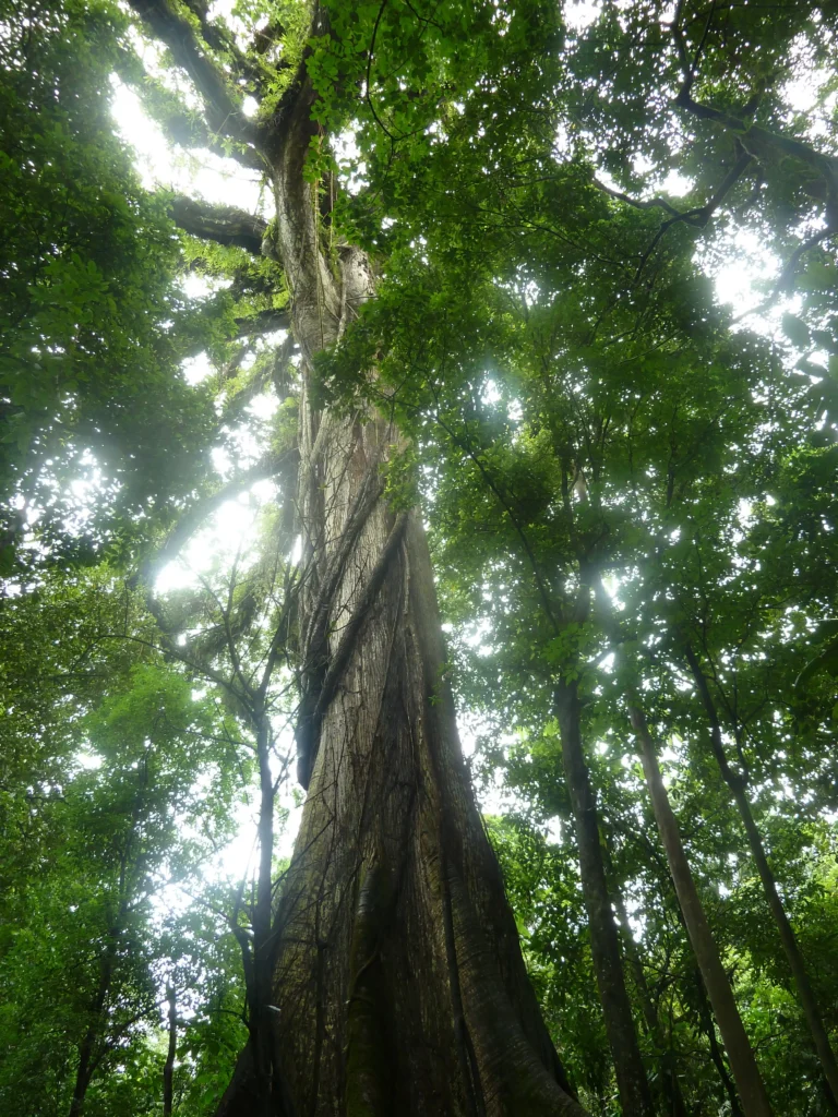 La fortuna
