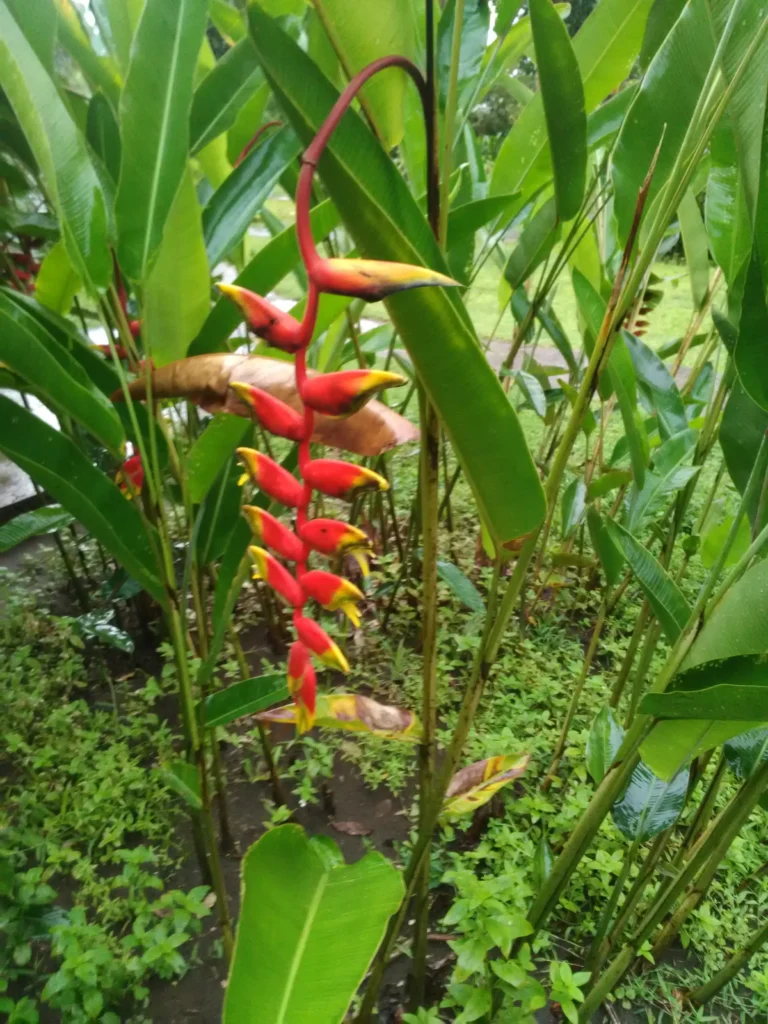Hiliconia