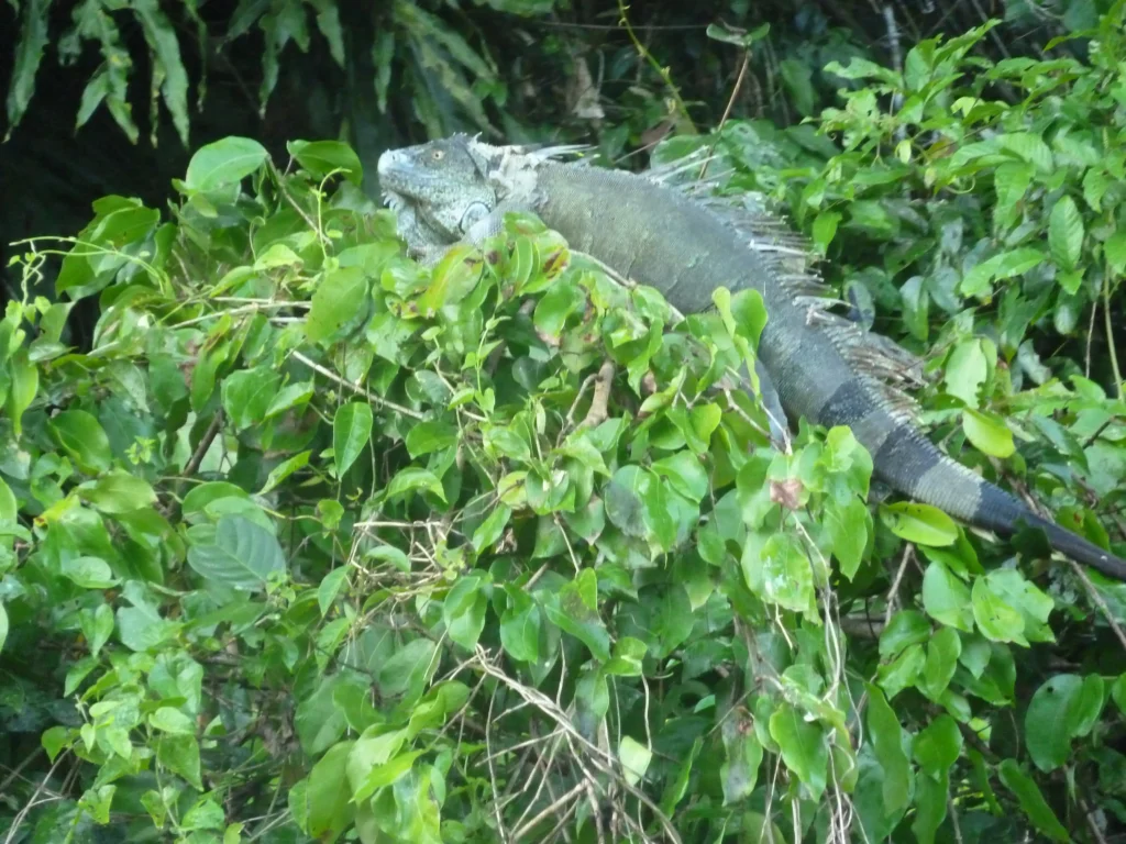 Iguane