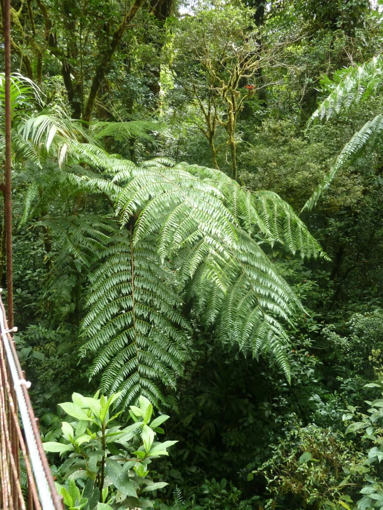 pont de monteverde