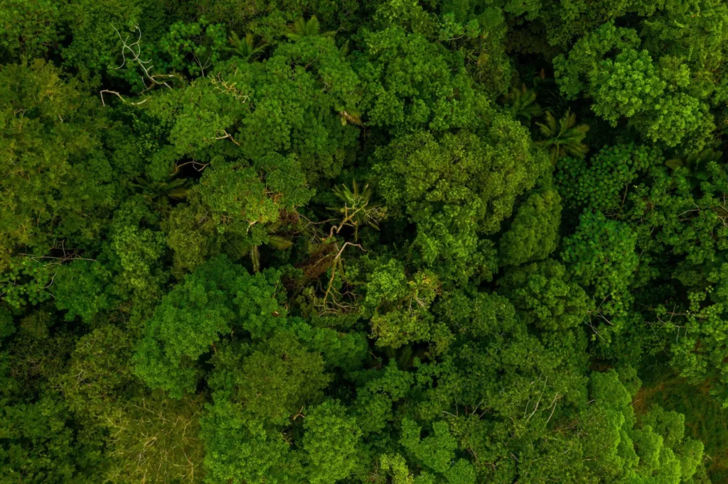 Amazonie