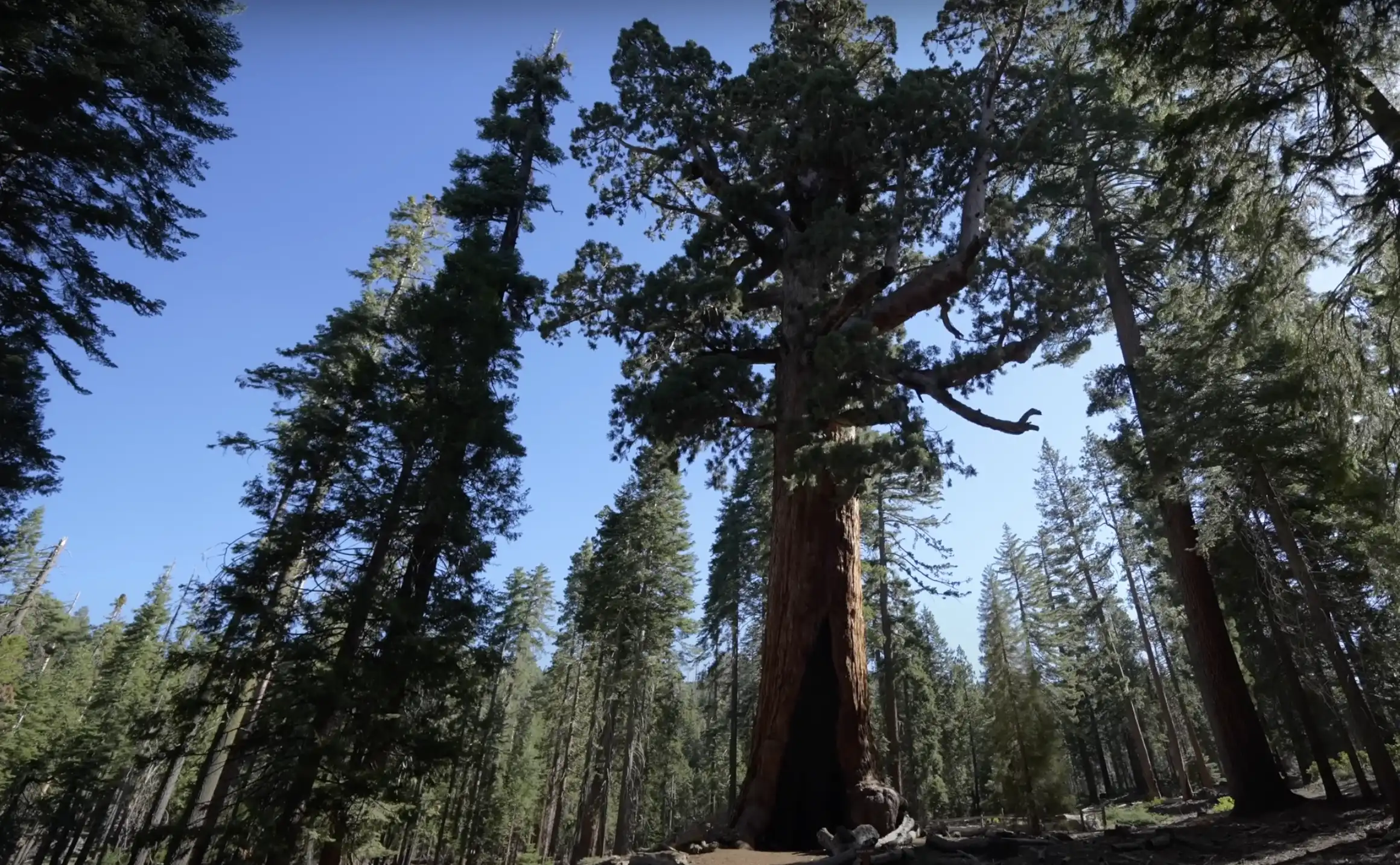 Yosemite national parc arbre